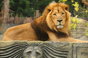 African Animals