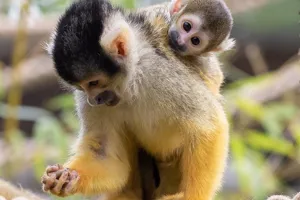 Bolivian Squirrel Monkey