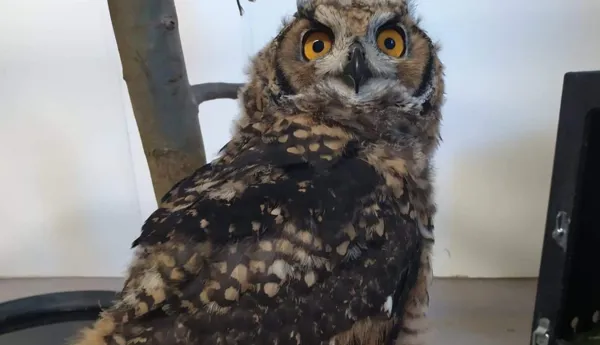 Makinders Owl