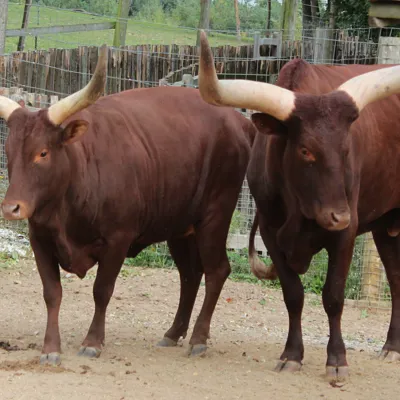 Ankole