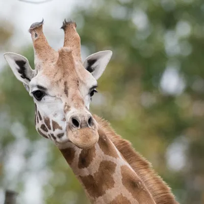 Giraffe 2