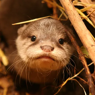 Otter (2)