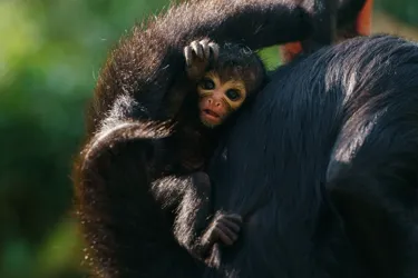 Baby Spider Monkey At Chessington World Of Adventures Resort For Mother's Day
