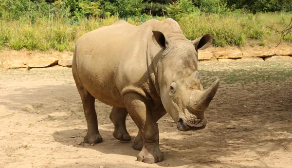 Rhino