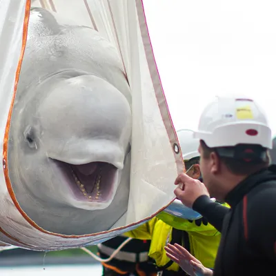 BELUGA WHALE - in transfer holder