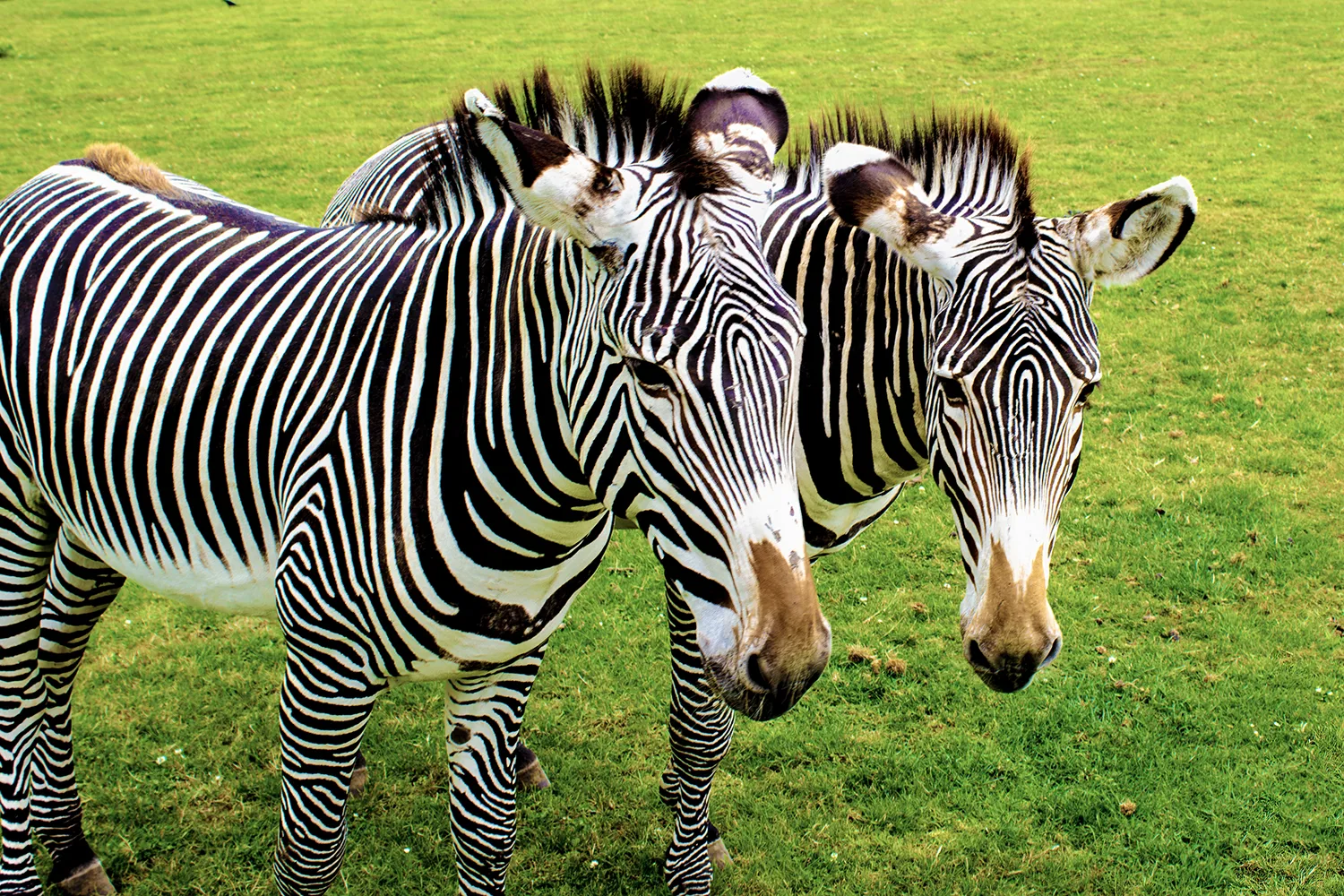2 Zebras at Chessington World of Adventures Resort