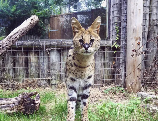 Serval Cat (1)