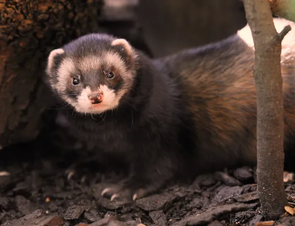 Ferret Landscape