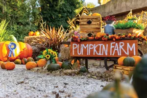 Orange 'Pumpkin Farm' Sign surrounded by small pumpkins