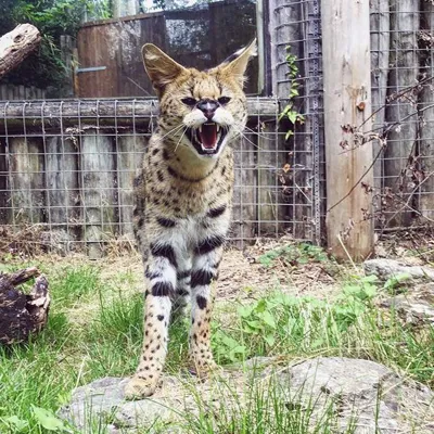 Serval