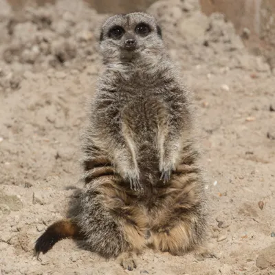 Meercat (1)
