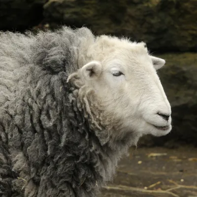 Sheep