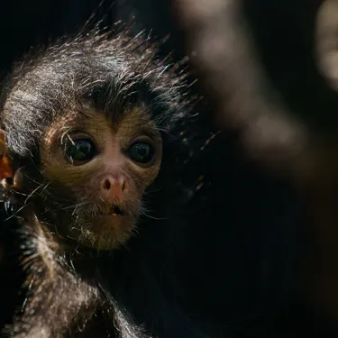 Baby Spider Monkey At Chessington World Of Adventures Resort For Mother's Day