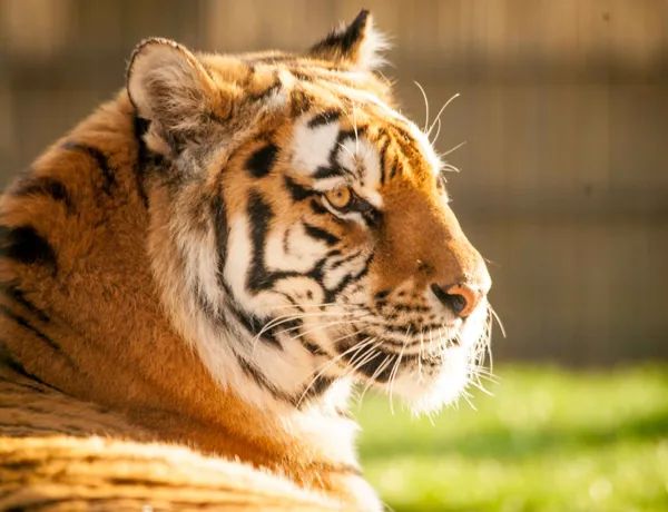 Tiger Kyra (1)