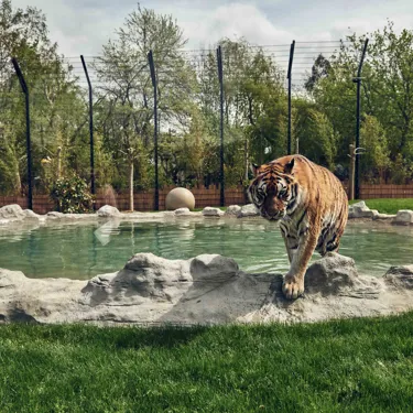 BUCK Land Tigers 49