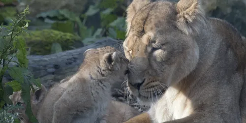 LION & CUB