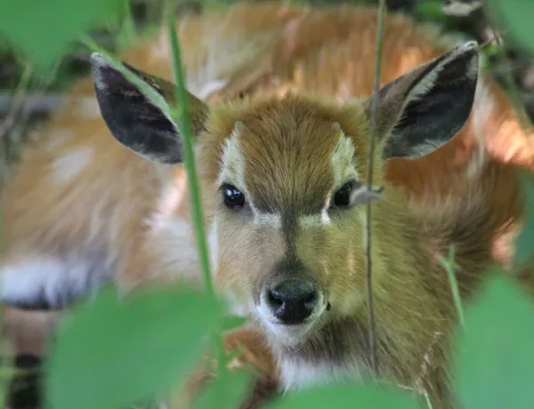 Sitatunga
