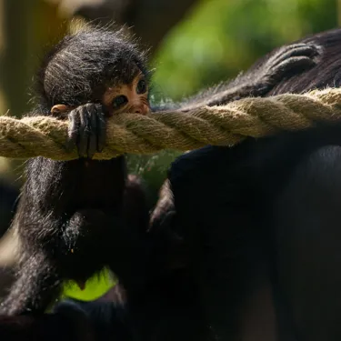 Baby Spider Monkey At Chessington World Of Adventures Resort For Mother's Day