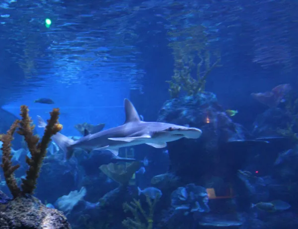 SEALIFE Bonnethead Shark
