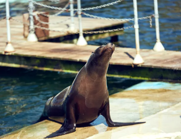 California Sealion