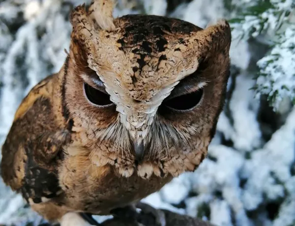 Indian Scops Owl