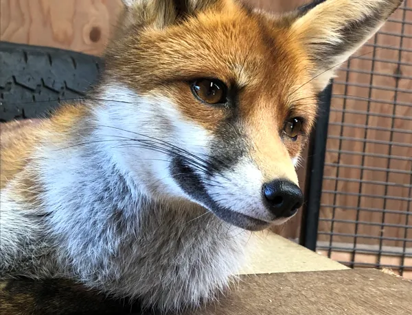 Fox Red