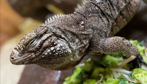 Cuban Rock Iguana