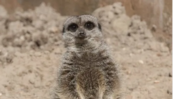 Meercat 1