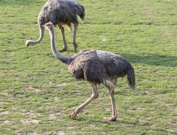 Ostrich