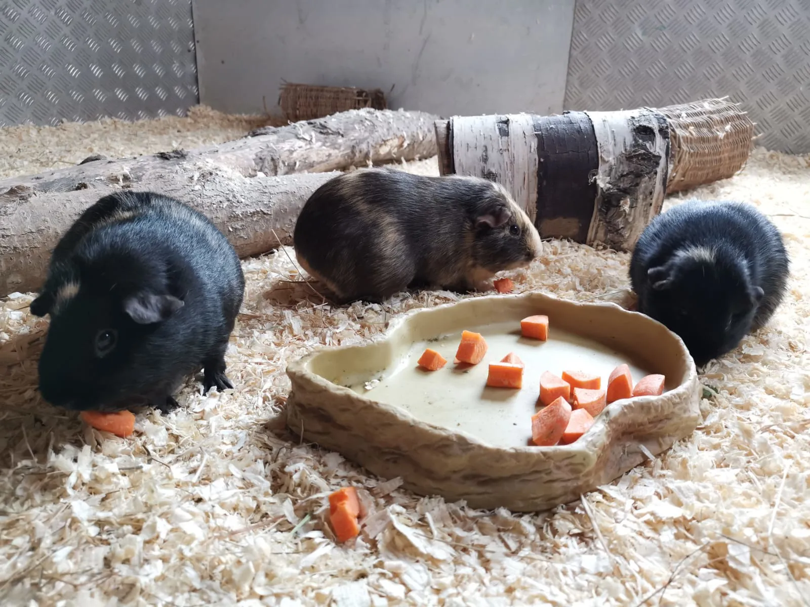 Guinea Pig (2)