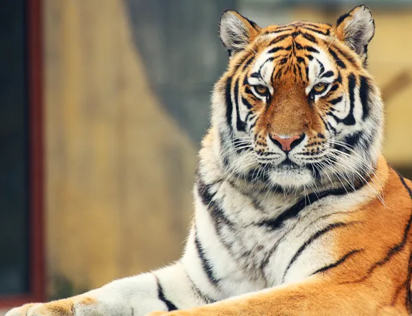 Tiger Kyra