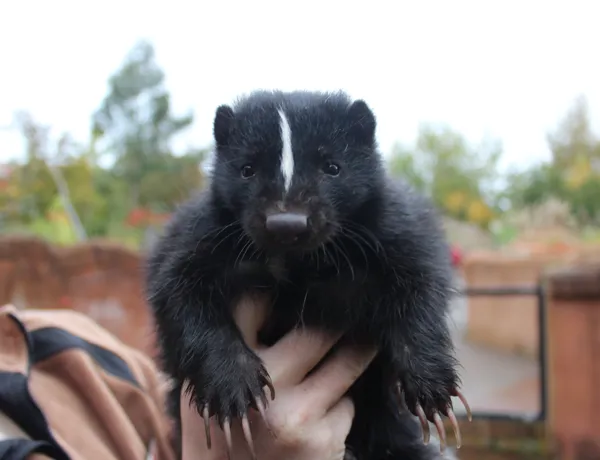 Skunk