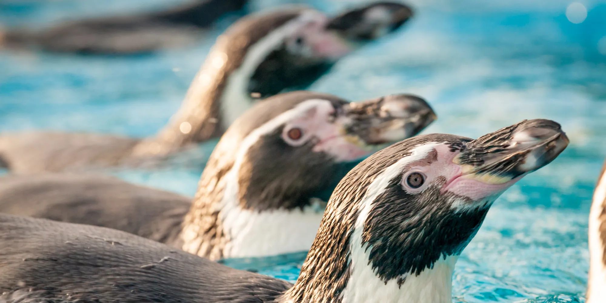 Penguins