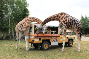 Giraffe safari