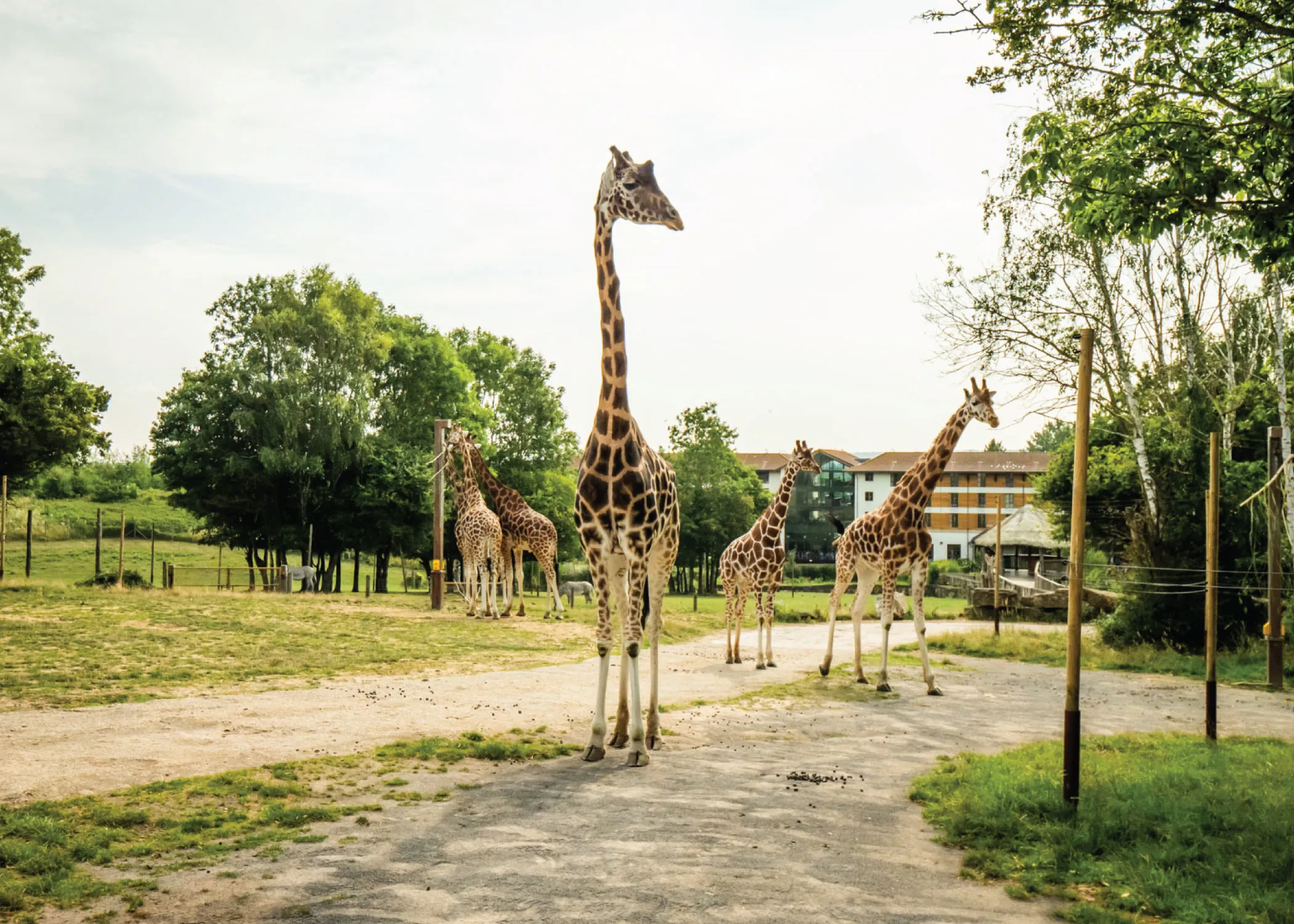 GIRAFFE SNEAK PEAKS