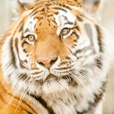 Tiger Tsar