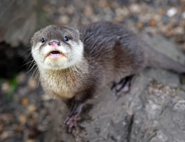 Otter