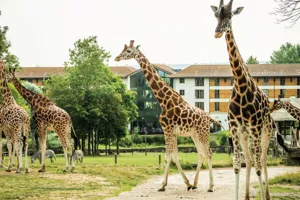 Giraffes Landscape