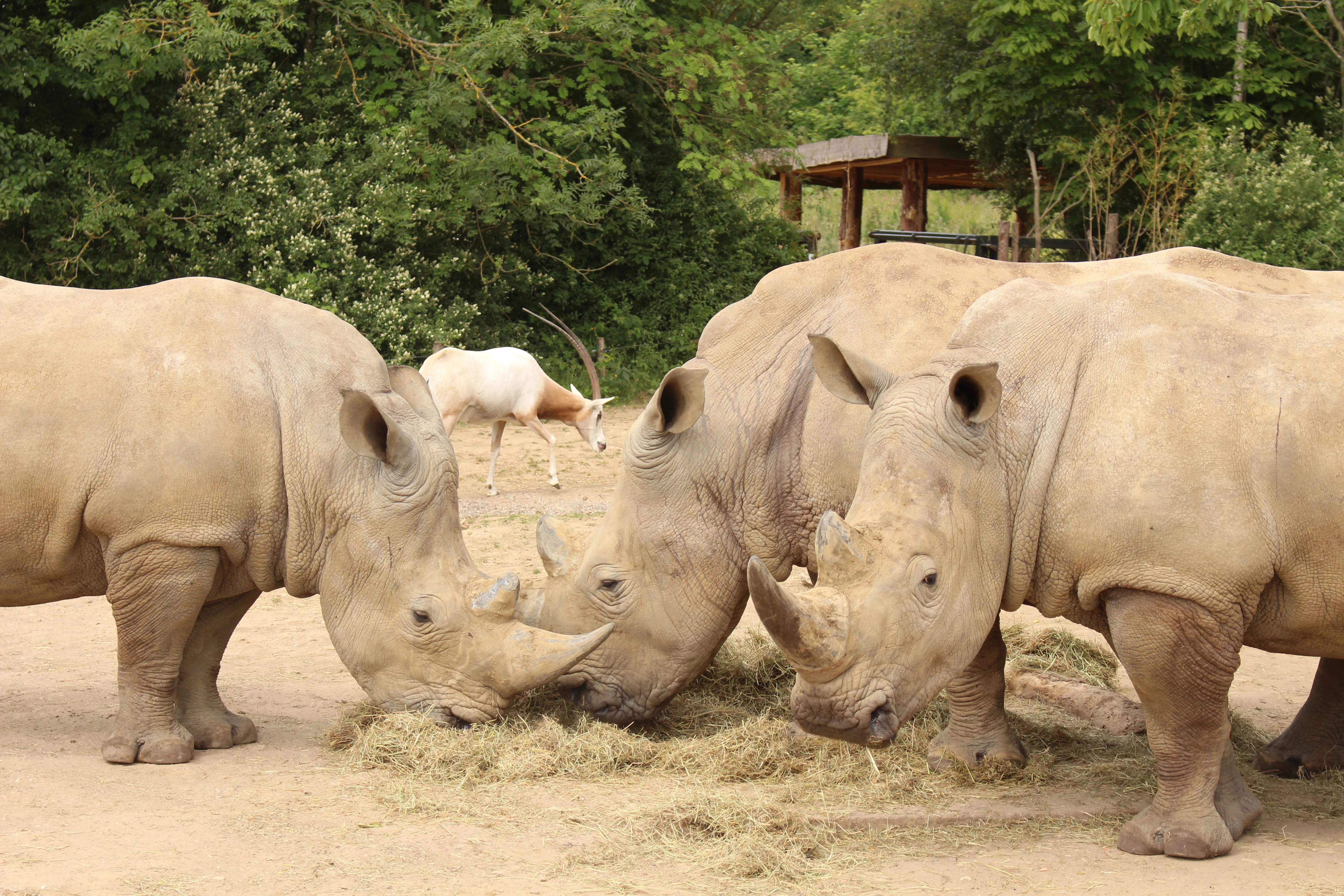 Rhinos