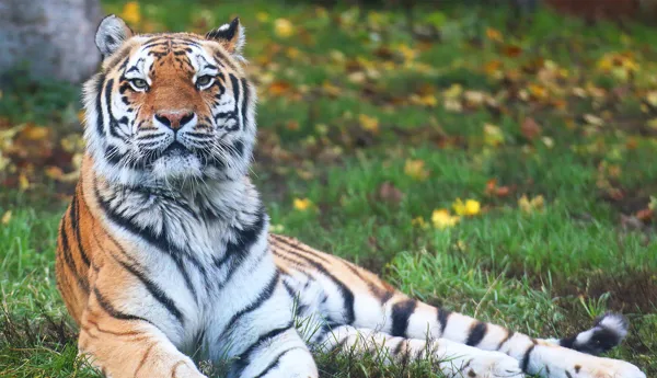 Chessington Zoo Amur Tiger