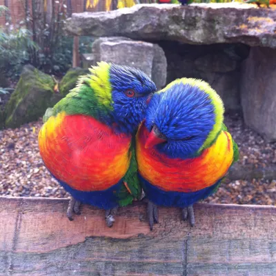 Lorikeets In Love At Chessington World Of Adevtnures Resort