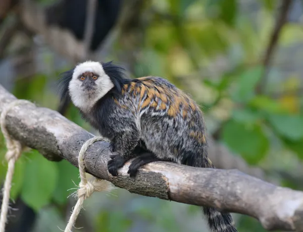 Geoffrey's Marmoset