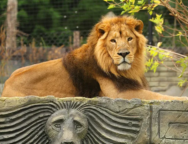 Chessington Zoo Lion