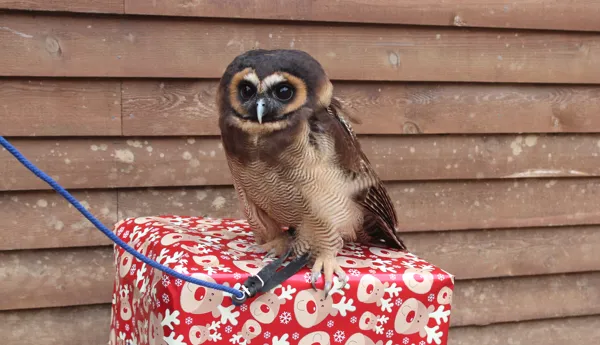 Asian Brown Wood Owl (Rosie)