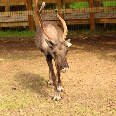 Reindeer (1)