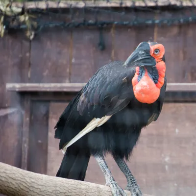Hornbill Jemoke