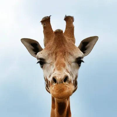Giraffe Napoli