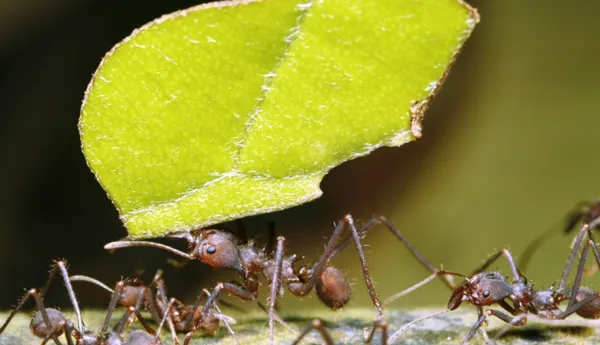 Leafcutter Ants