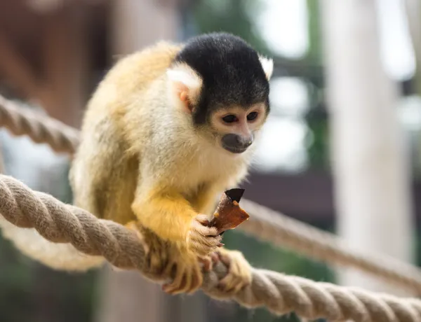 Bolivian Squirrel Monkey