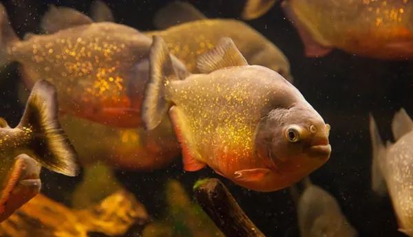 Red Bellied Piranha